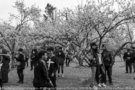 41a. Festa das Cerejeiras